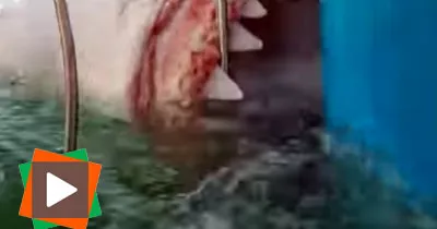 une-femme-filme-un-requin-blanc-en-pleine-attaque